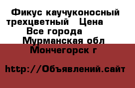 Фикус каучуконосный трехцветный › Цена ­ 500 - Все города  »    . Мурманская обл.,Мончегорск г.